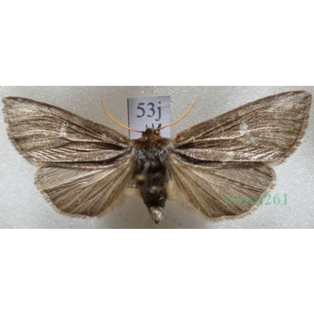 Tethea or (Denis & Schiffermüller, 1775) Falica or Czech53j